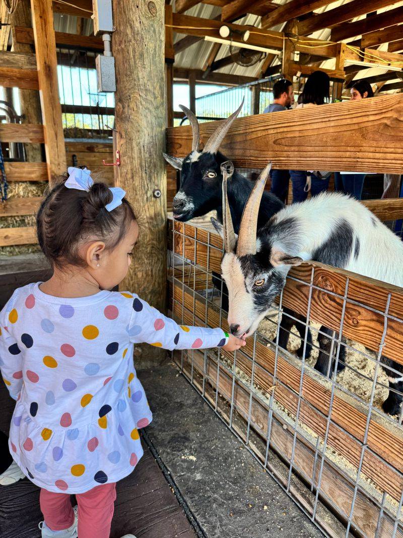 Hands On Moments with Baby Goats, Alpacas, and Donkeys