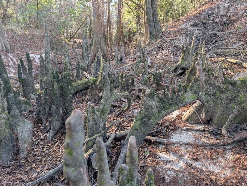 Ancient Cypress Swamp Forest