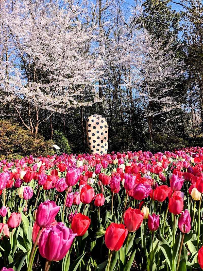 Tips for Visiting During Peak Bloom Season