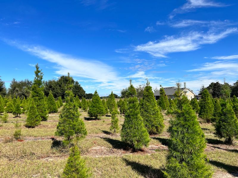 The Story Starts With Trees That Didn't Work Out
