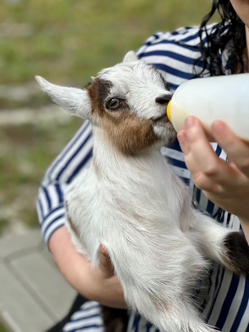 Bottle Feeding 101: Your First Goatside Chat