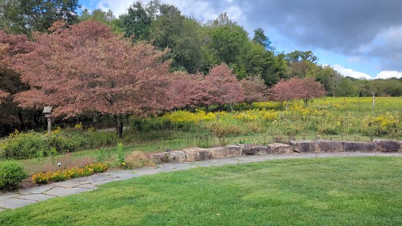 Dogwood Meadow and Open Skies