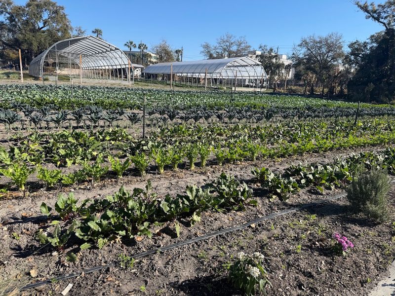 I Still Can’t Believe This 2-Acre Farm Is Hiding in Downtown Tampa