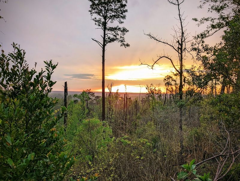 Birding, Rare Trees, and Quiet Overlooks