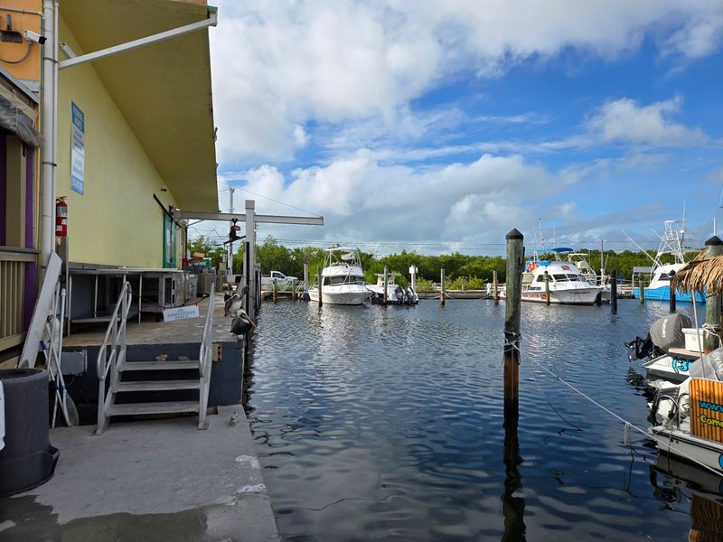 Key Largo Fisheries Backyard Cafe (Key Largo)