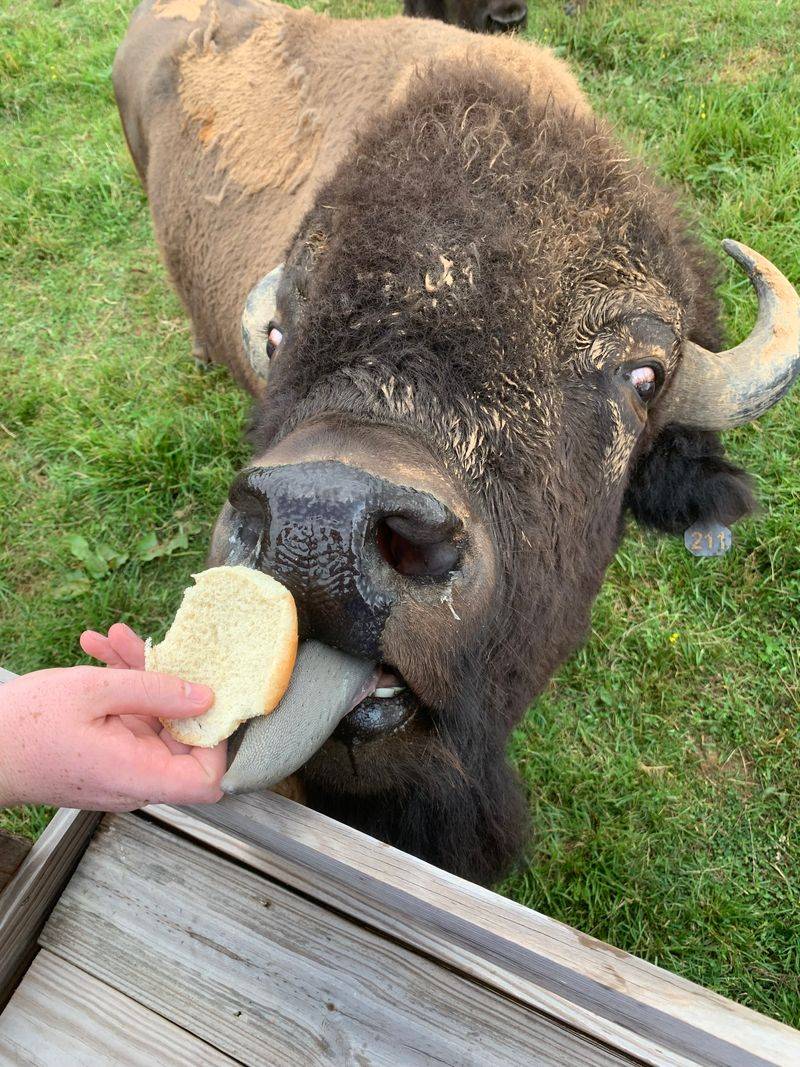 Meet the American Bison Up Close