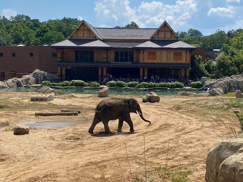 Photographing Elephant Trek