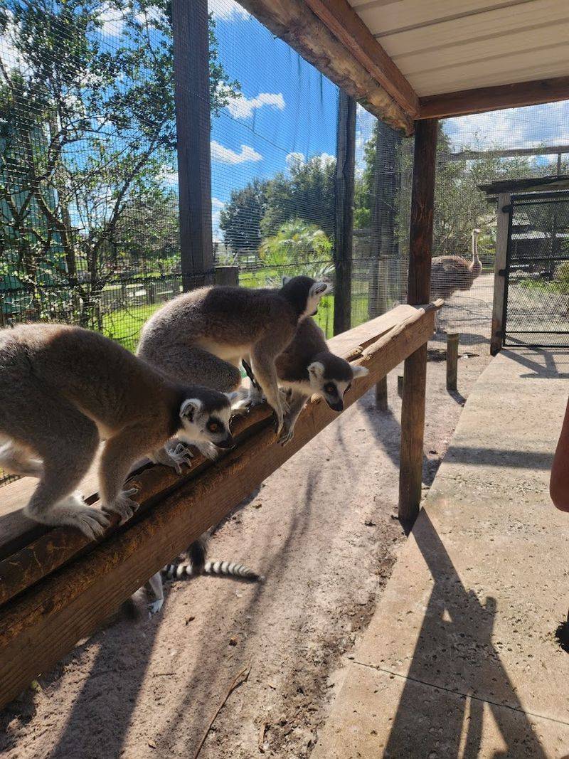 Lemur Feeding Add-On Creates Unforgettable Moments