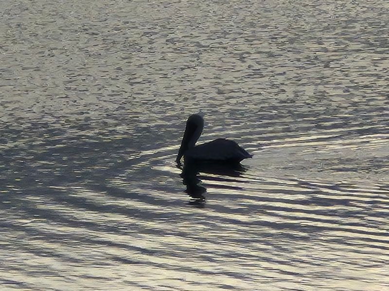 Wildlife Watching Along The Coast