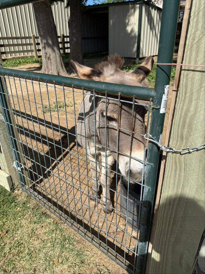 Resident Donkey That Steals Every Kid's Heart