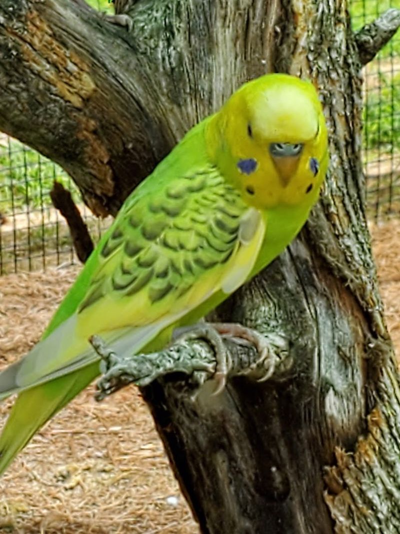 Budgie Aviary: Feathered Confetti and Quiet Hands