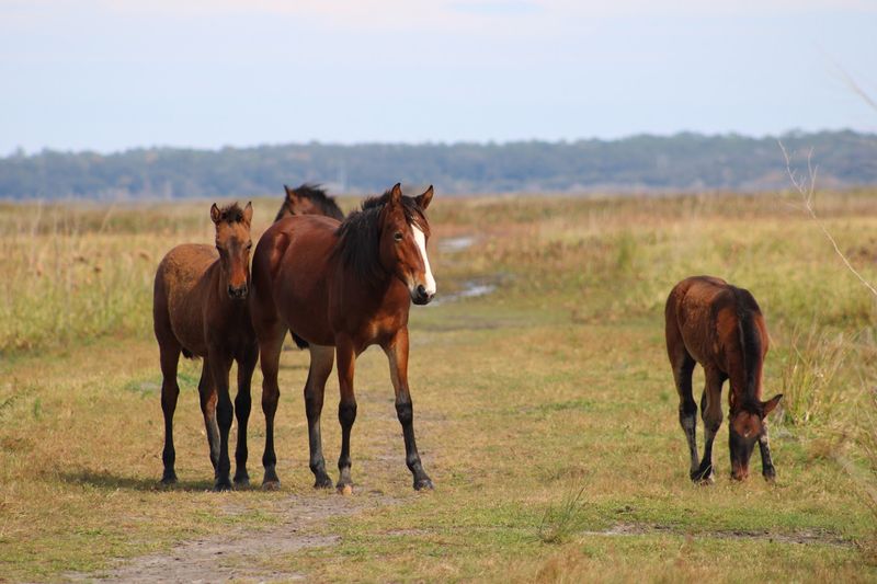 Look For Wild Bison And Horses At Paynes Prairie (Micanopy)