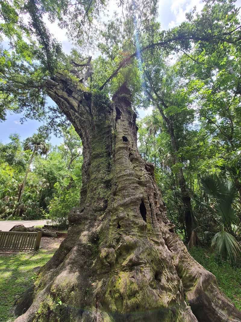 Ancient Hammock Forest That Whispers History