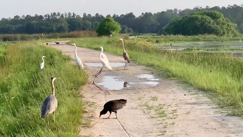 Orlando Wetlands (Christmas)