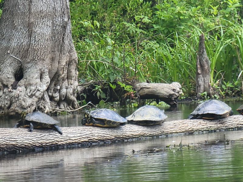 Wildlife Watching Along the Cypress Corridor