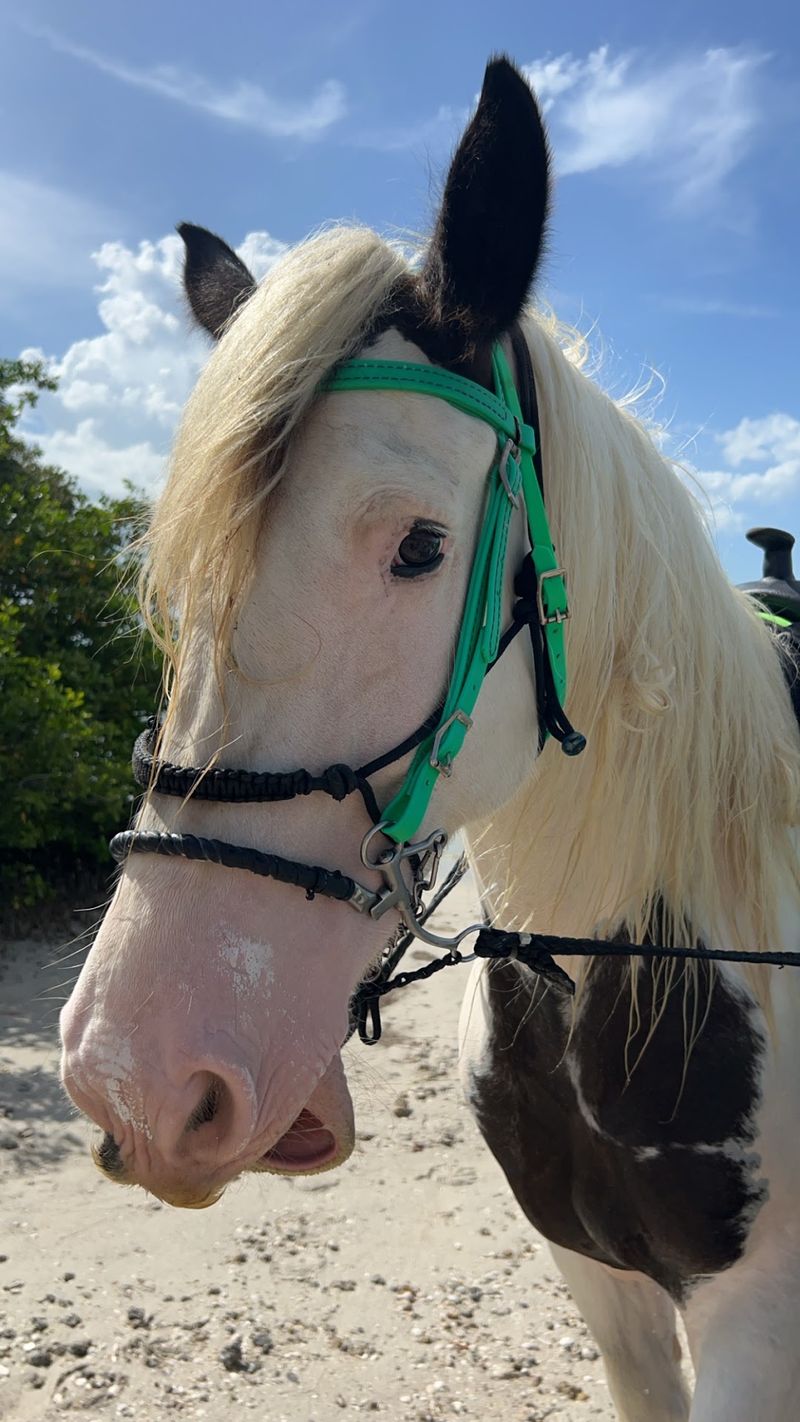 Horses with Personalities That'll Steal Your Heart