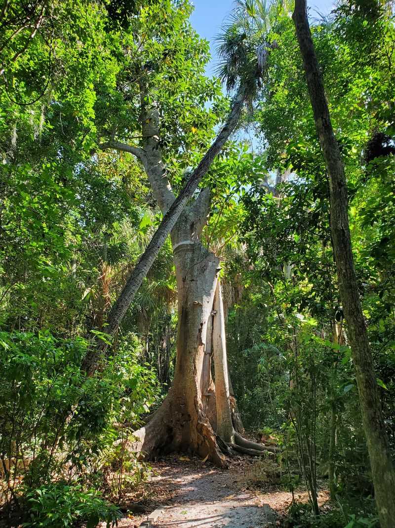 Native Plant Communities Sustained Generations Before Tourism