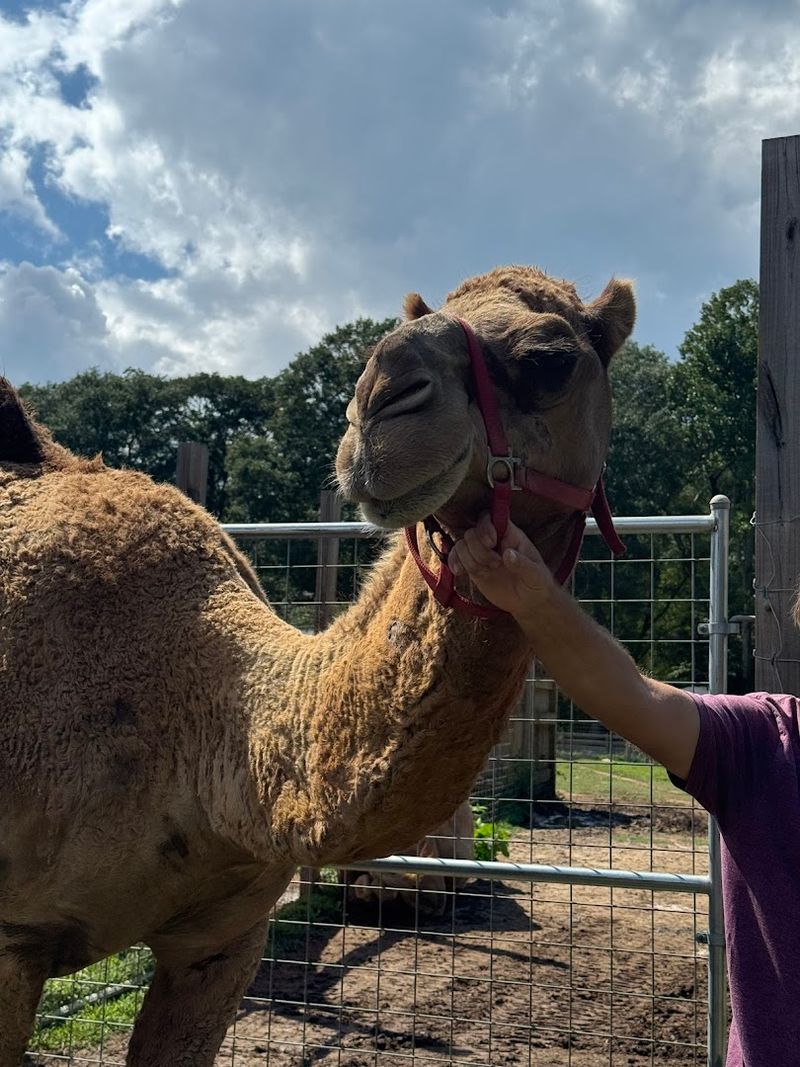 Yes, You Really Can Feed Kangaroos Here