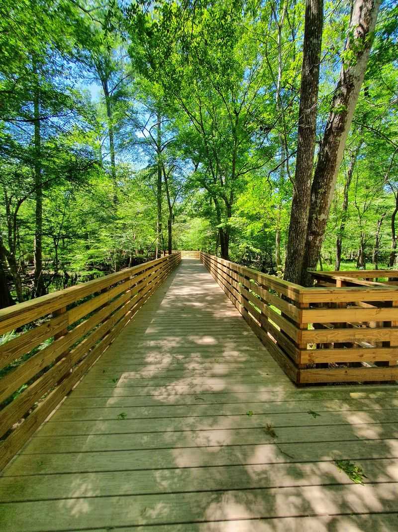 Brand New Boardwalk Through the Forest