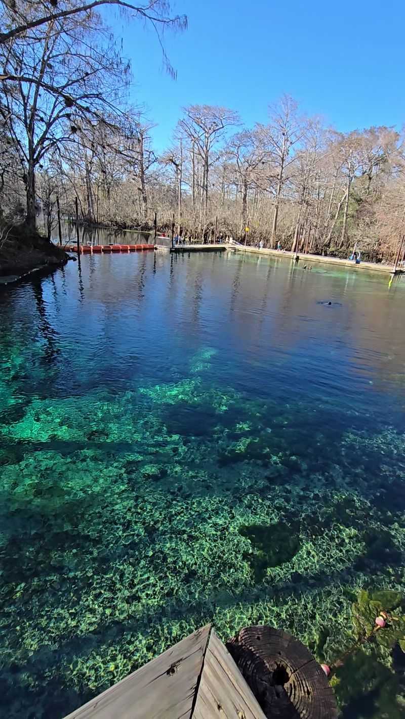 Manatee Sightings During Winter Months