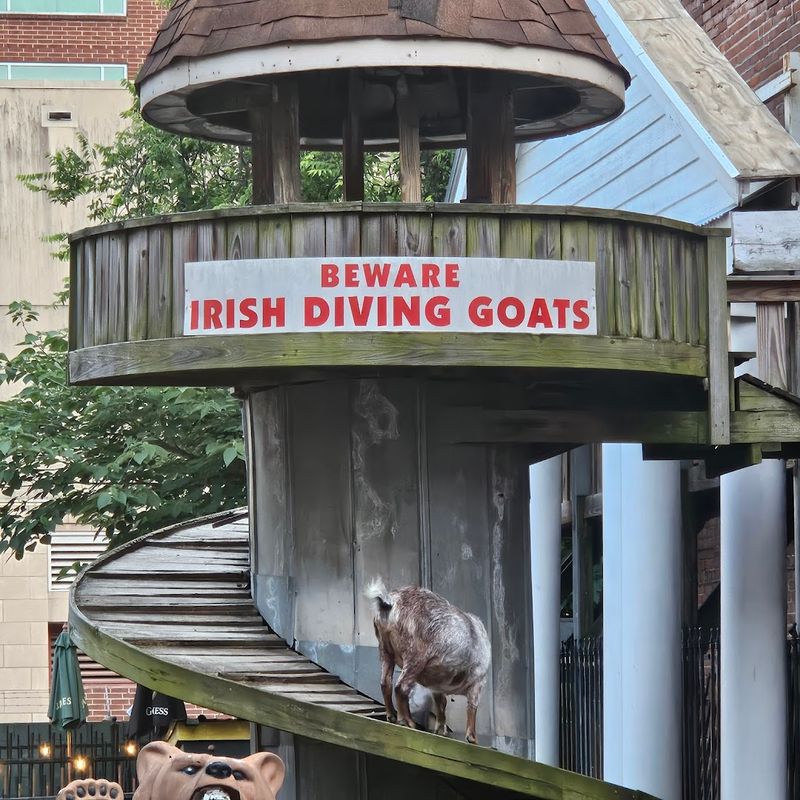 The Memphis Bar Where the Goats Are the Real Stars