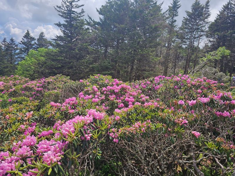 When Roan Mountain State Park Looks Its Absolute Best