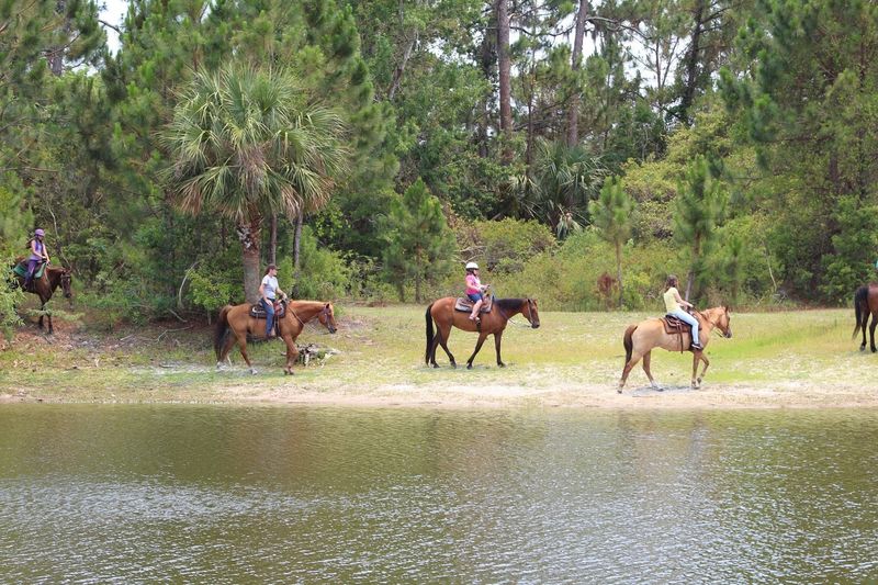 Florida Horseback Trail Rides (Mims)