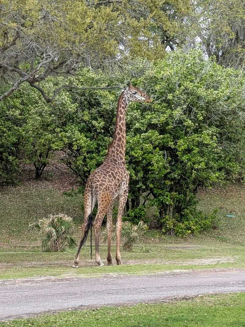 Behind-the-Scenes Conservation Insights