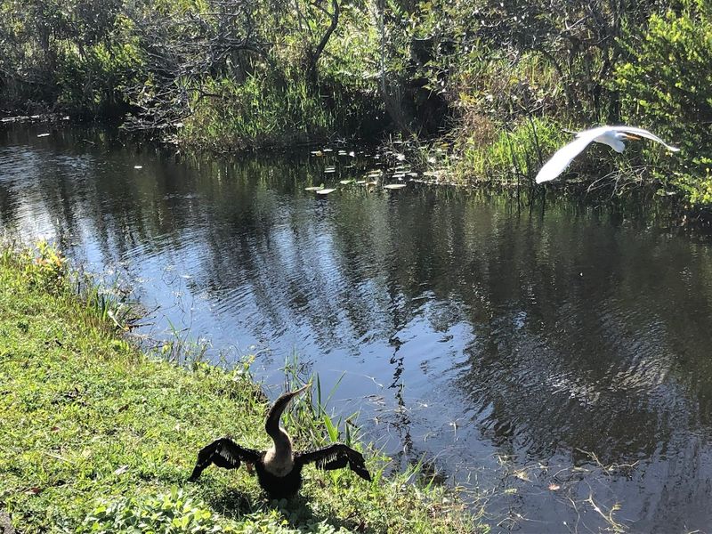Bird Life On Display