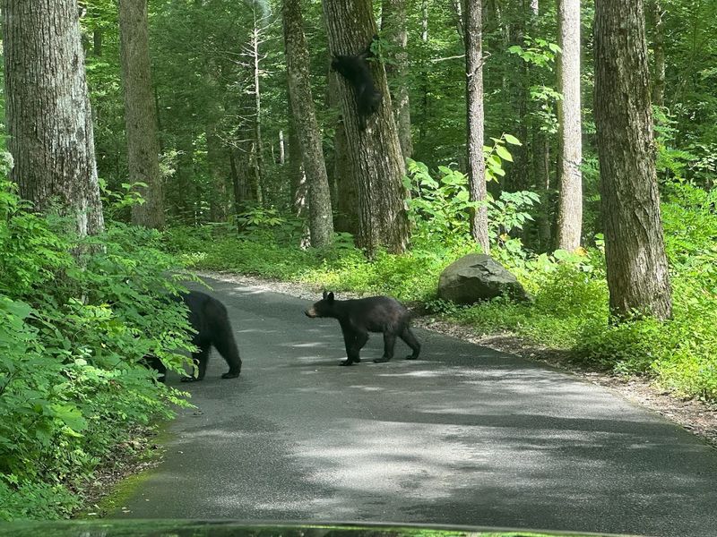 Roaring Fork Motor Nature Trail &mdash; Gatlinburg