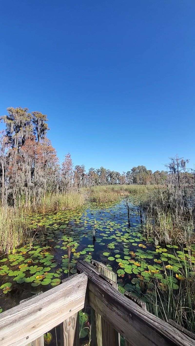 Boardwalks Over Cypress Swamps Feel Like Another Planet
