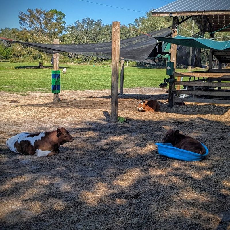 The Cow Cuddle Experience with Jett