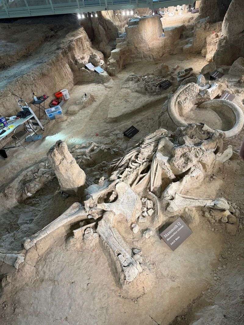 The Nursery Herd Discovery