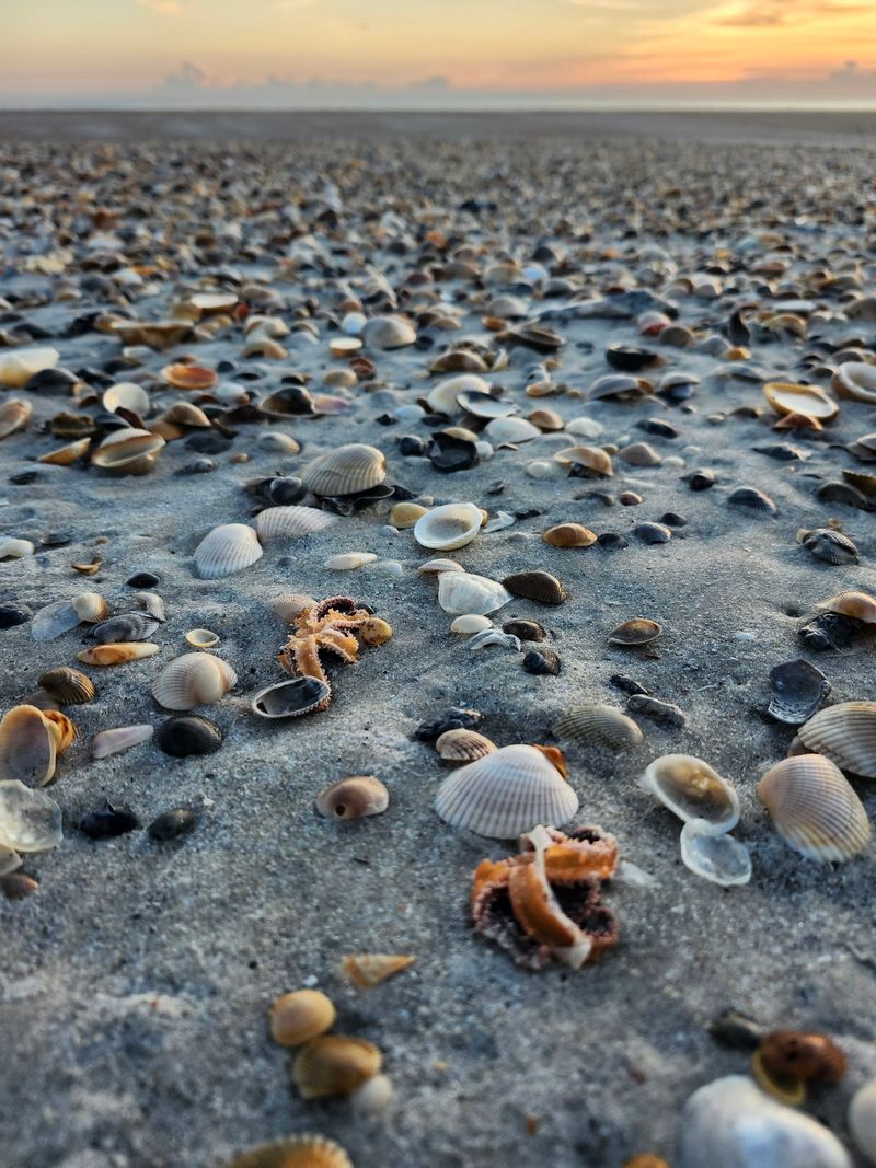 Fossilized Shark Teeth Waiting To Be Found