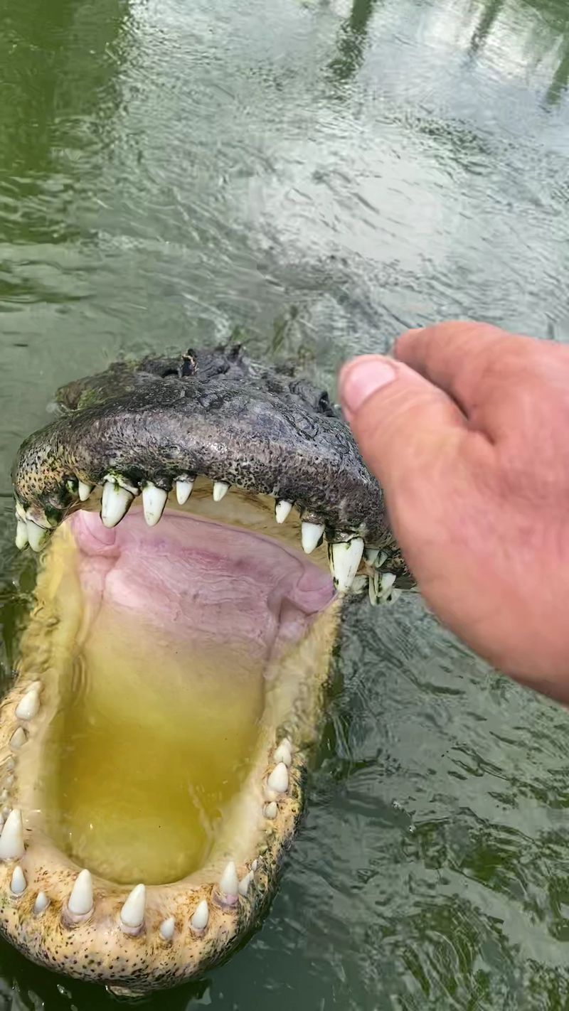 Meet Dave, the 1,300-Pound Alligator Who Rules the Park