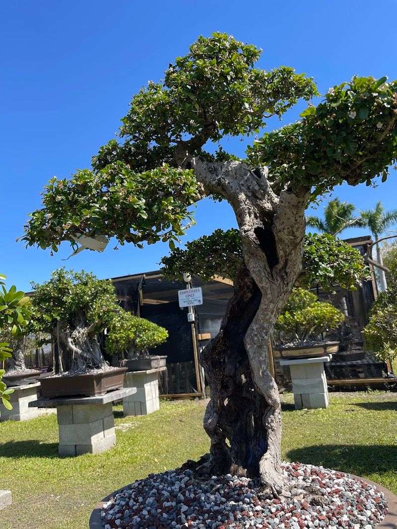Tropical Species That Thrive in Florida's Climate