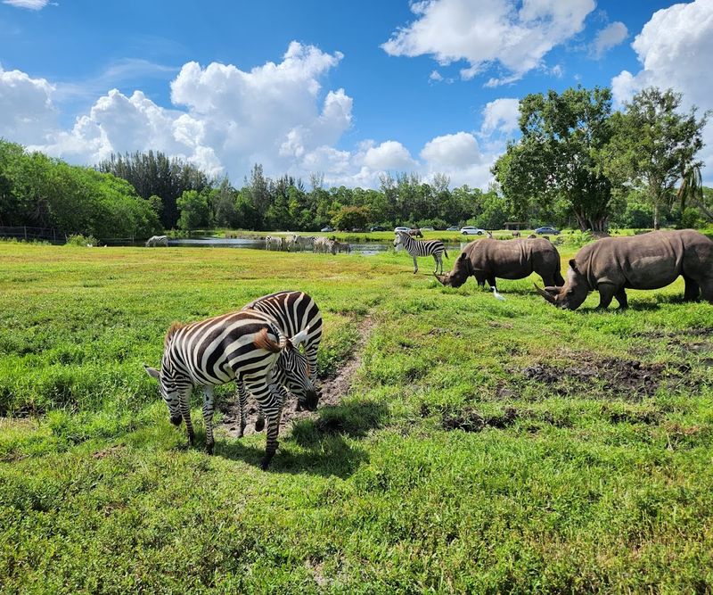 Lion Country Safari (Loxahatchee)