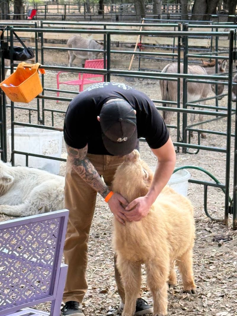 Experience Genuine Animal Therapy Benefits
