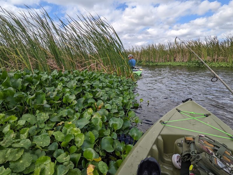 Kayaking Through Wild Florida