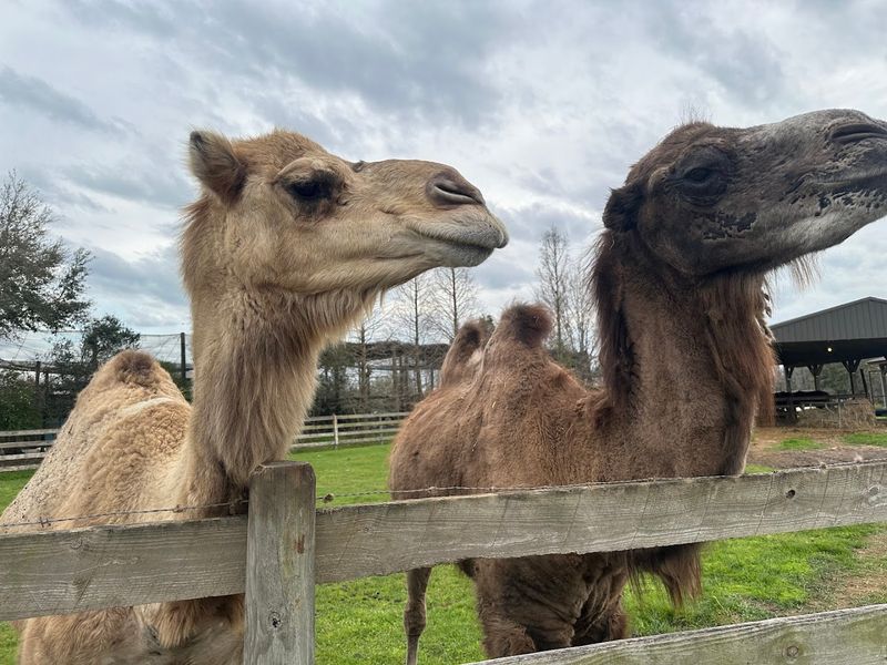 Barn Finale: Camel Kisses and More