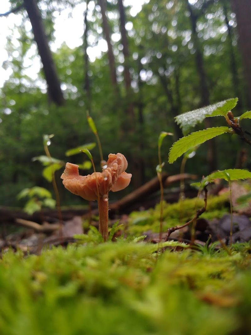 Moss, Birds, And Tiny Worlds