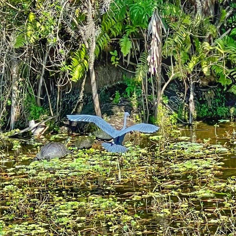 Wildlife Sightings That Don't Require Luck
