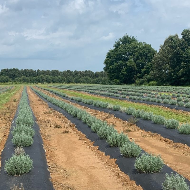 Why Gigi's Lavender Farm Is Worth the Drive