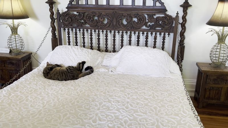 The Six-Toed Cats of Key West