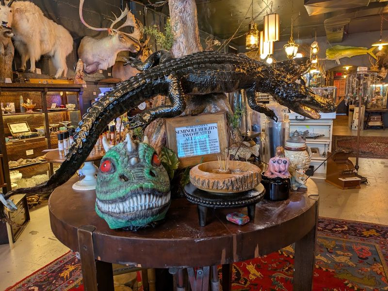 Oddities And Curios That Stop You Cold