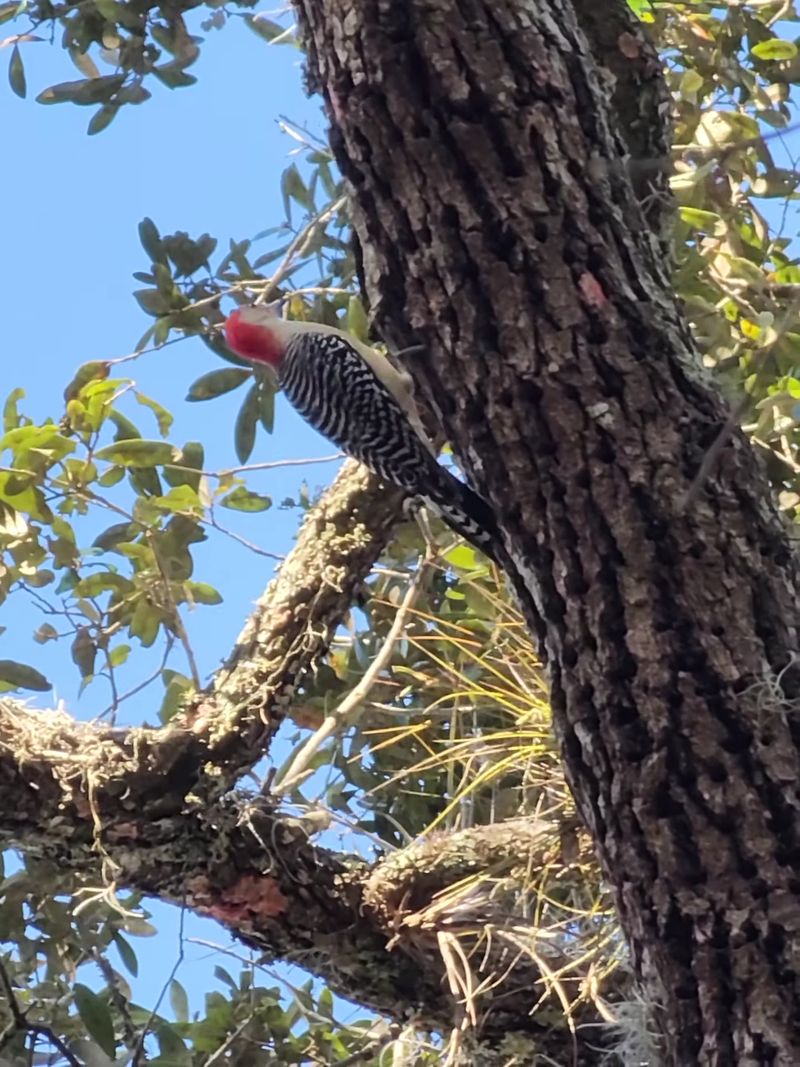 Birding Hotspots and Guided Walks