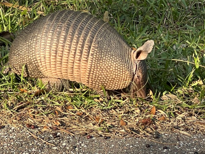 Nighttime Wildlife and Beach Safety Tips