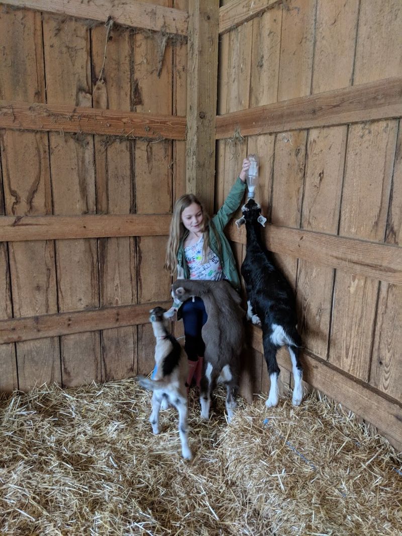 The Baby Goat Petting Experience Visitors Can't Get Enough Of