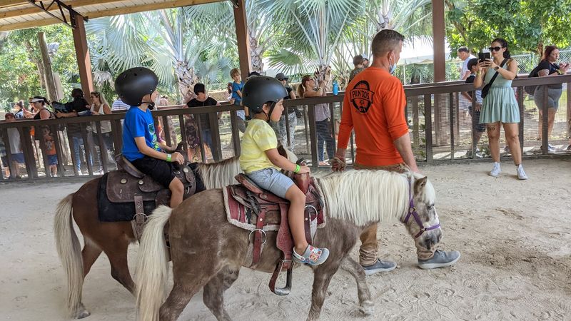 Pony Rides for Brave First Timers