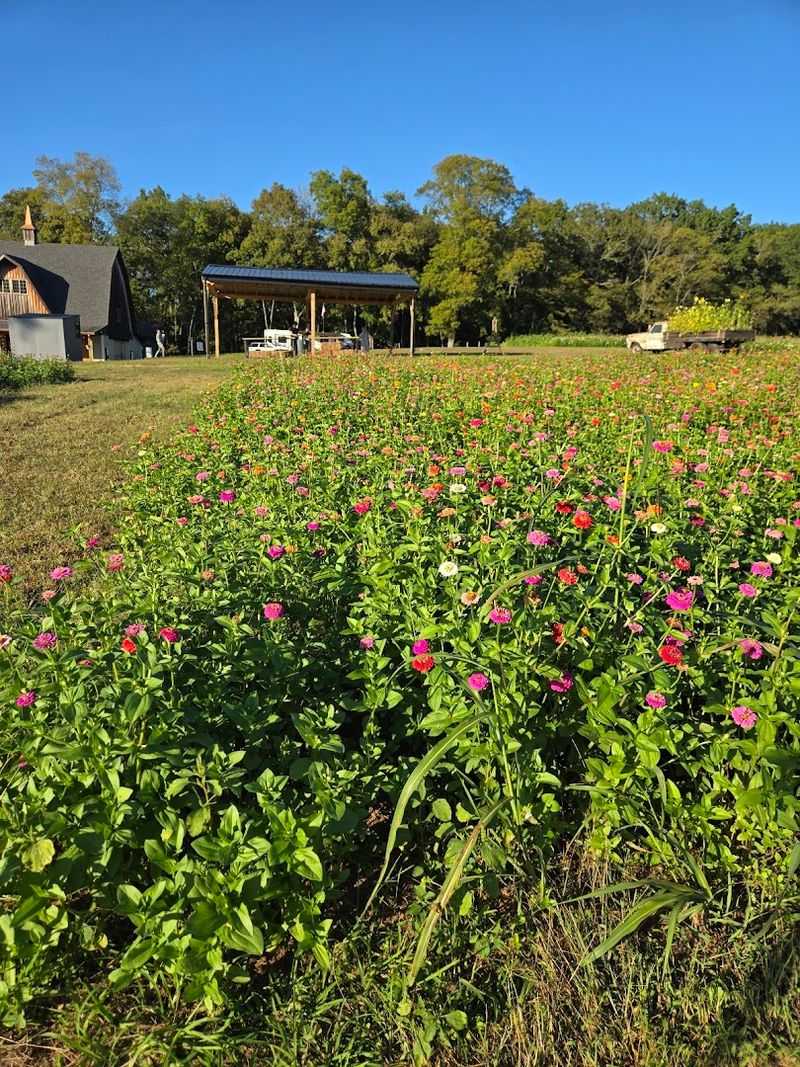 Planning Your Visit to Liberty Grace Farms